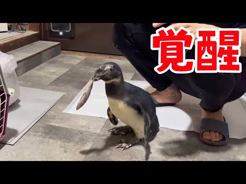ペンギンのタンク君が進化しました！(YouTube)