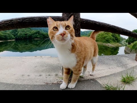 嫉妬深い茶シロ猫が縄張に侵入した黒猫を攻撃する(YouTube)