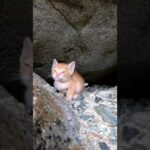 子猫カワイイ#猫島 #野良猫 #自由猫 #外猫 #Cat #猫  #ぬこ #子猫 #kitten #catisland #shorts(YouTube)
