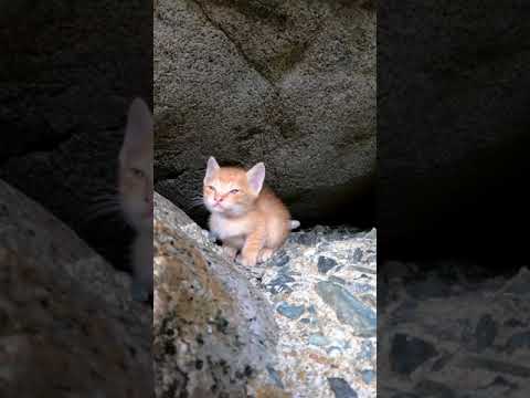 子猫カワイイ#猫島 #野良猫 #自由猫 #外猫 #Cat #猫  #ぬこ #子猫 #kitten #catisland #shorts(YouTube)