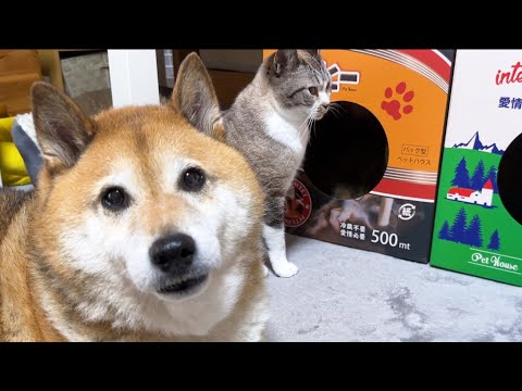 気に入った場所で落ち着いていても先輩猫がくると後輩猫たちはこうなります…笑(YouTube)