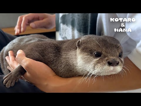 猫が好きな「おしりトントン」をカワウソの尻でやったらこうなる　Do Otters Like Butt Pats Like Cats Do?(YouTube)