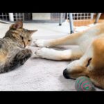 散歩帰りの柴犬に嬉しすぎて猛アピールをする猫(YouTube)