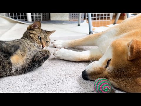 散歩帰りの柴犬に嬉しすぎて猛アピールをする猫(YouTube)