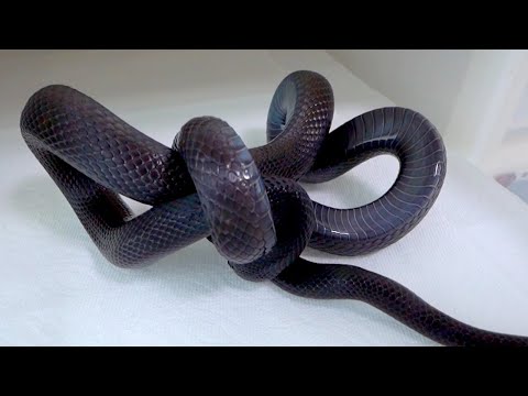 【事故】腹が減りすぎてトチ狂った蛇はこうなります(YouTube)