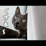 ハムちゃんの盛大なクサーいただきましたｗｗ(YouTube)