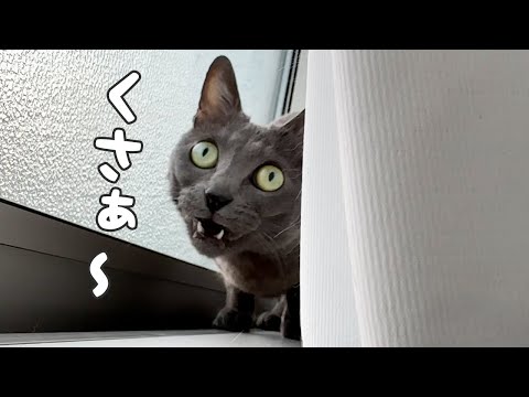 ハムちゃんの盛大なクサーいただきましたｗｗ(YouTube)