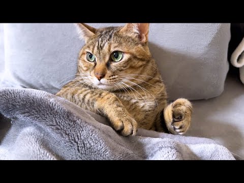飼い主のベッドで人間みたいな寝方をする猫を発見しました…(YouTube)