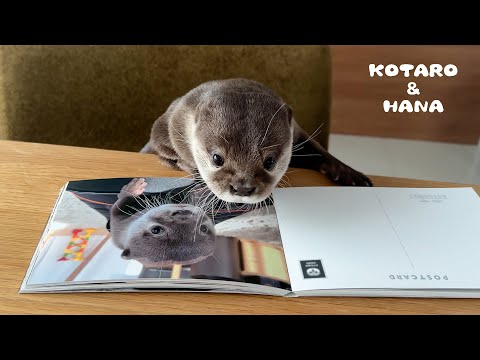 赤ちゃんの頃のかわいい写真を見せられて恥じらうカワウソ　Otter Feels Awkward Looking at his Baby Photos(YouTube)