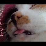 【猫動画】ぺろんちょ〜にゃんともパレード〜#猫動画#猫#272(YouTube)