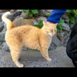 猫島の道端にいた猫を撫でると隣に寄り添ってきてカワイイ(YouTube)