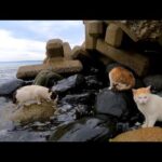 波に打たれながら岩場で食料を探す島の猫(YouTube)