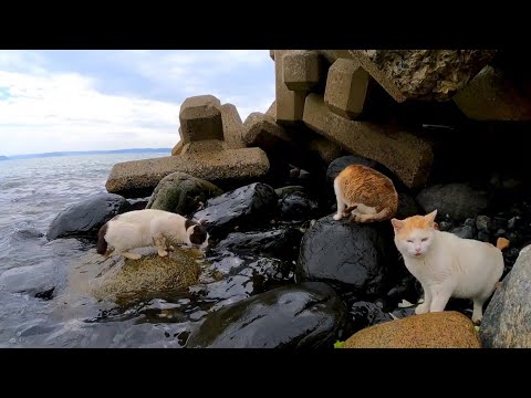 波に打たれながら岩場で食料を探す島の猫(YouTube)