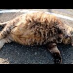 丸々と太ったキジトラ猫が転がっていたので思い切りモフってやった(YouTube)