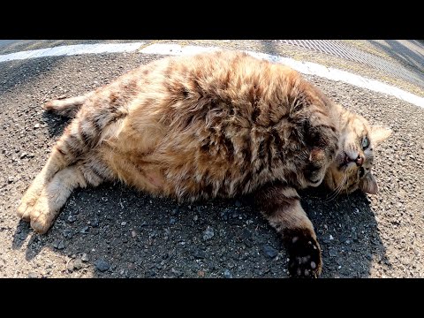 丸々と太ったキジトラ猫が転がっていたので思い切りモフってやった(YouTube)