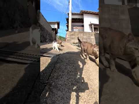 猫の大名行列#猫島 #野良猫 #自由猫 #外猫 #Cat #猫  #ぬこ #子猫 #kitten #catisland #shorts 　(YouTube)