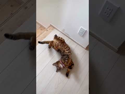 猫部屋から猫が1匹も出てきません！（猫レース5/31） #shorts(YouTube)