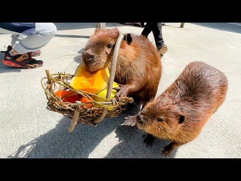 ビーバーもマイバッグを持つ時代になりました(YouTube)