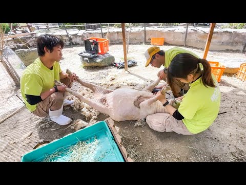 この子達にとってすごく大事なことなんです(YouTube)