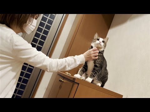 「健気に待っていました」を装う、あざとい猫(YouTube)