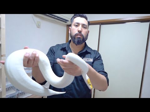 ボールパイソン専門店から蛇の健康チェックについて徹底的に教えていただきました(YouTube)