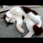猫島の路地裏を歩いていたら、脱力した猫達が落ちていた(YouTube)