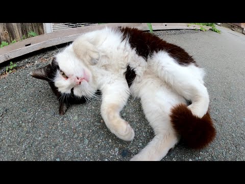 猫島の路地裏を歩いていたら、脱力した猫達が落ちていた(YouTube)