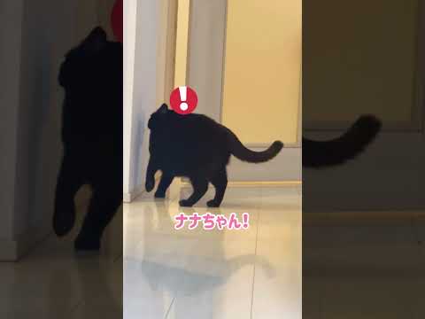 反抗期な黒猫さん #shorts(YouTube)