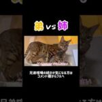 弟がうざい姉猫 #shorts(YouTube)