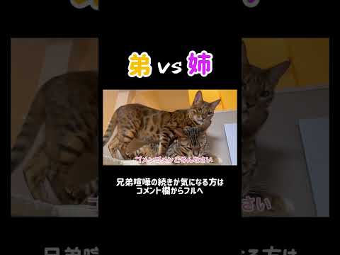 弟がうざい姉猫 #shorts(YouTube)