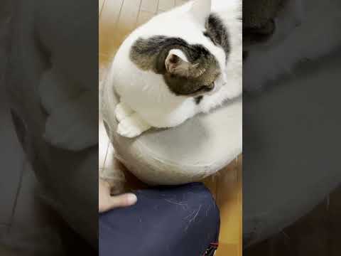 ルンバにネタを提供する猫(YouTube)