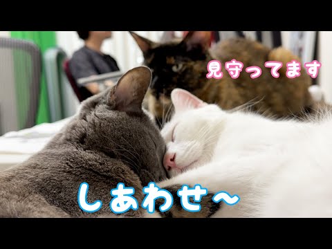 チロハムが腕枕で仲良く寝てるのを見守るモモっち！(YouTube)