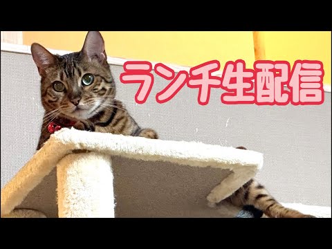 【ランチ生配信5/31】ちょっとベルちゃん太ったかな？って感じる生配信(YouTube)