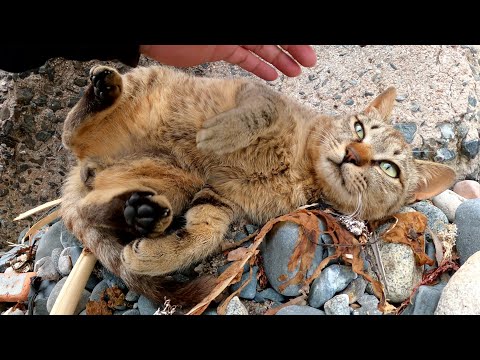 手を噛んでくるキジトラ猫があごの下をモフられると大人しくなる(YouTube)
