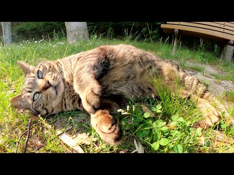 元気な鳴き声で「ナデてくれ！」とお願いしてくるキジトラ猫(YouTube)