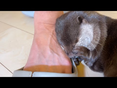 お手手で顔をもひもひする仕草がたまらんカワウソ Otter that can’t resist the gesture of touching its face with its hands.(YouTube)