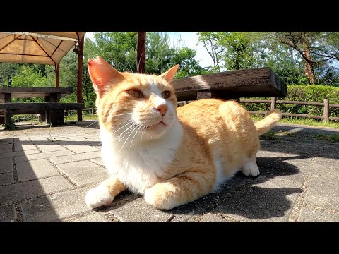アメショー猫をモフっていたら茶シロ猫とキジトラ猫も甘えてきた(YouTube)