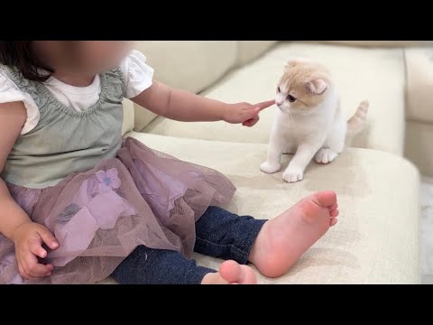 生まれて初めて子猫が女の子と対面したらまさかのこうなりました…笑(YouTube)
