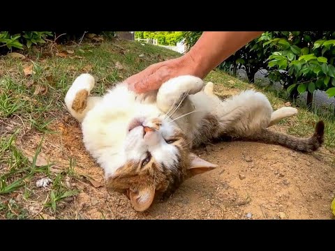 公園の植込みの裏で寝ていた猫をナデナデするとゴロンゴロン転がって喜んだ(YouTube)