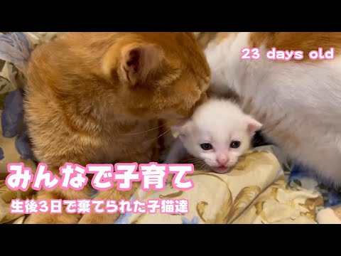 生後3日で棄てられた子猫達 23 days old みんなで子育てしてますよ～  Kittens abandoned at 3 days old(YouTube)