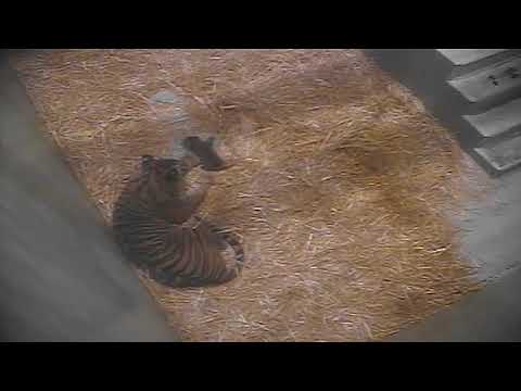 スマトラトラ同居のようす：上野動物園(YouTube)