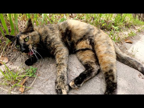 サビ猫が山の中から可愛い声で鳴きながらモフられにやって来た(YouTube)