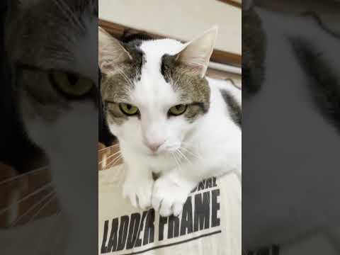 「父ちゃん、抱っこ」な猫(YouTube)