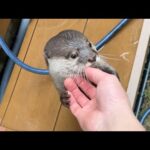 雨の日でも外で遊べる。そう、カワウソとならね You can play outside even on a rainy day. Yes, with otters.(YouTube)