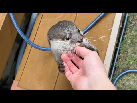 雨の日でも外で遊べる。そう、カワウソとならね You can play outside even on a rainy day. Yes, with otters.(YouTube)