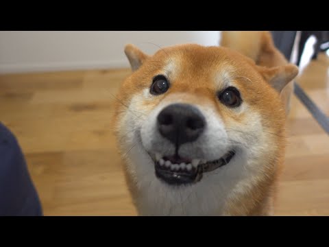 帰宅すると真っ先にママに「ただいま」する柴犬が可愛すぎる。(YouTube)