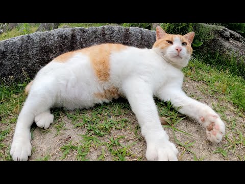 ぽっこりお腹の茶シロ猫をモフったら前脚をフミフミして喜んでくれた(YouTube)