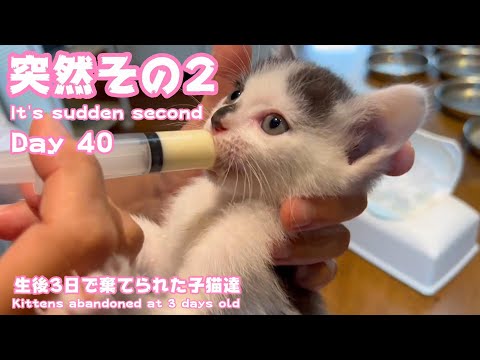 突然ですが その2 It’s sudden second 生後3日で棄てられた子猫達 Kittens abandoned at 3 days old Day 40(YouTube)
