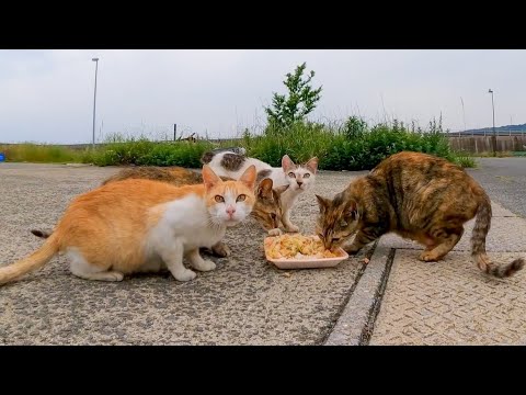 港の猫ちゃん達、食事中でした(YouTube)