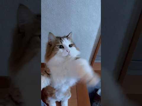 子猫に戻ったおっさん猫 #ひのき猫 #猫 #秀吉(YouTube)